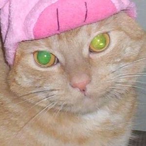 Meet your Posher, Cheryl